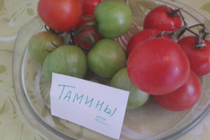 Tomate Tamina