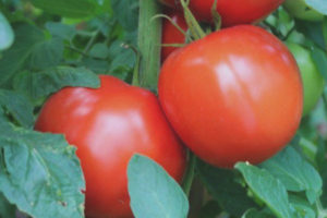 Tomate Townsville