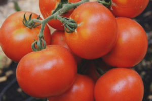 Pruebas de tomate F1