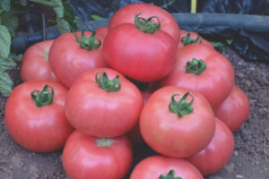 Tomate Titanio Rosa