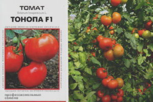 Tomate Tonopa F1