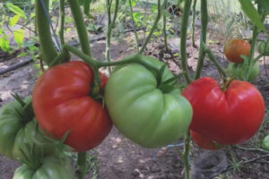 Pomodoro Tre Uomini Grassi