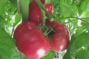 Tourmaline tomate