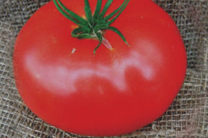 Tomate as