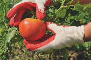 Pomodoro Fortunato