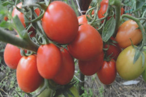 Pomodoro Uno Rosso