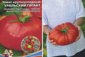 Tomate Ural gigante