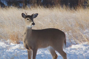 Cerf de Virginie