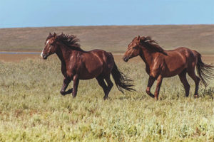 Cavallo selvaggio