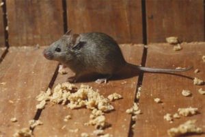 House mouse