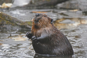 Castor canadien