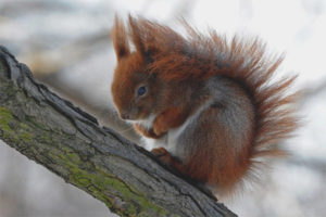 Caucasian squirrel