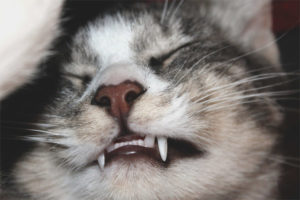 Chat serrant les dents