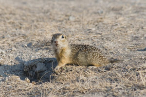 Ardilla de tierra moteada