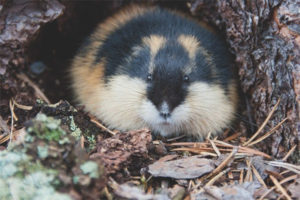 lemming