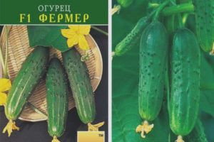 Pepino Farmer F1