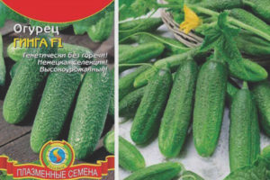 Ginga Cucumber F1