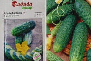 Crispina Cucumber F1