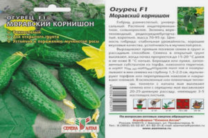 Pepino Moravian Gherkin F1