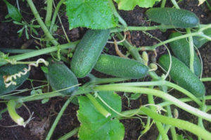 Cucumber Salinas F1