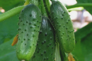 Pepino Chicos Graciosos