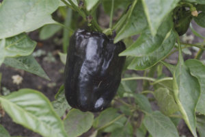 Pimiento Bagheera