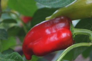 Pinocho Pimiento F1