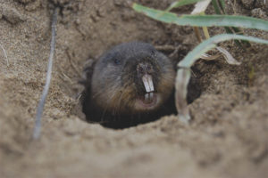 Mole vole