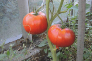 Tomate Miracle Garden