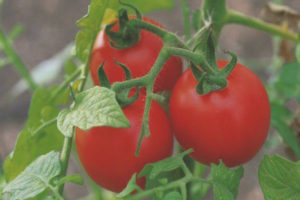 Pommes de tomate dans la neige