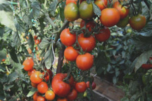 Nain japonais de tomate