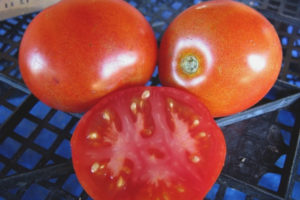 Tomate Ephemer