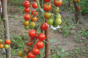 Elfe de tomate