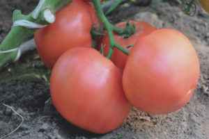 Tomato Esmira F1