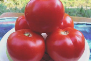 Tomate Yula