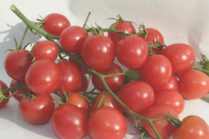 Tomato Nakal