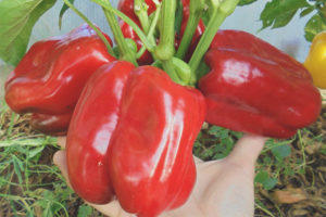 Pimiento Gigante Rojo F1