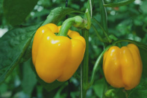 Pimiento amarillo campana