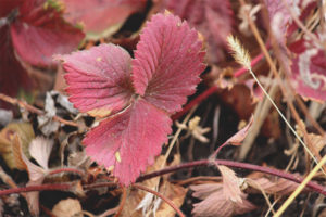 Les feuilles de fraise deviennent rouges