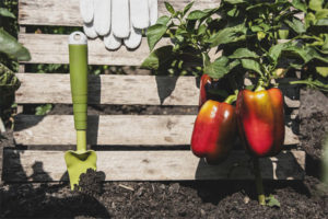 Pala de pimiento rojo