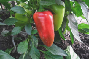 Pepper Merchant