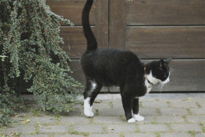 Cuando los gatos comienzan a marcar territorio