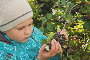 Est-il possible pour les enfants aronia