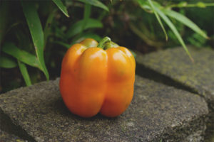 Pimiento Naranja Milagro