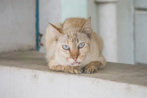 Chat bave de sa bouche